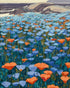 California Poppies