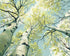 Branches Holding Light