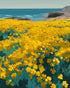 Yellow Coastal Wildflowers