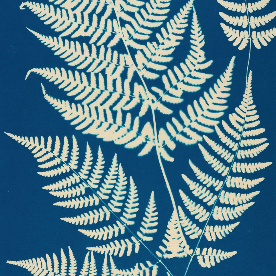 Ferns crossing blue field