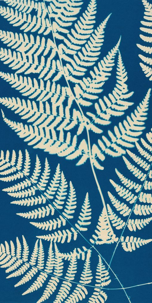 Ferns crossing blue field