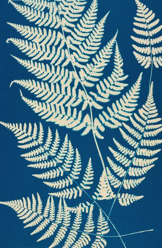 Ferns crossing blue field
