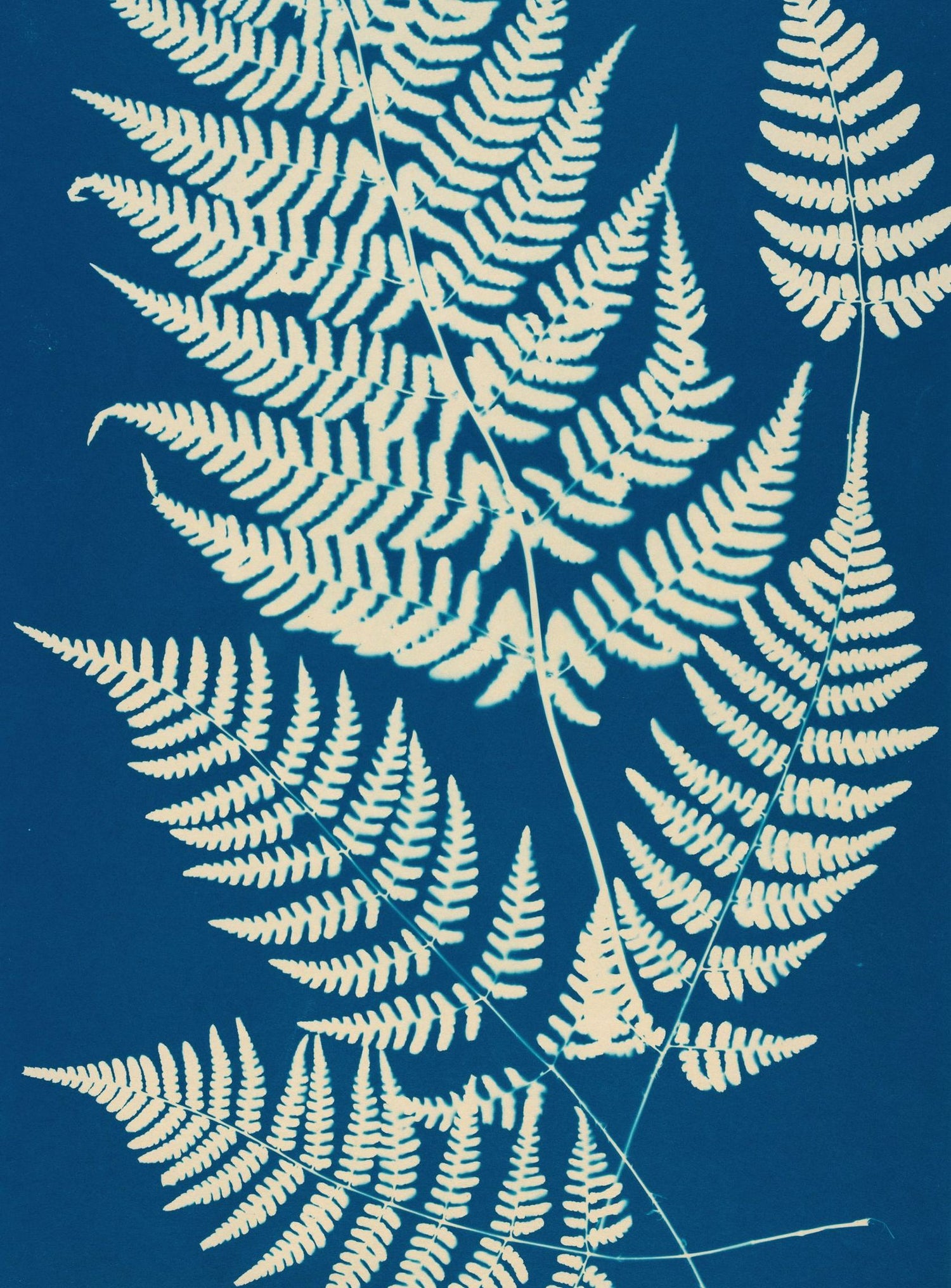 Ferns crossing blue field