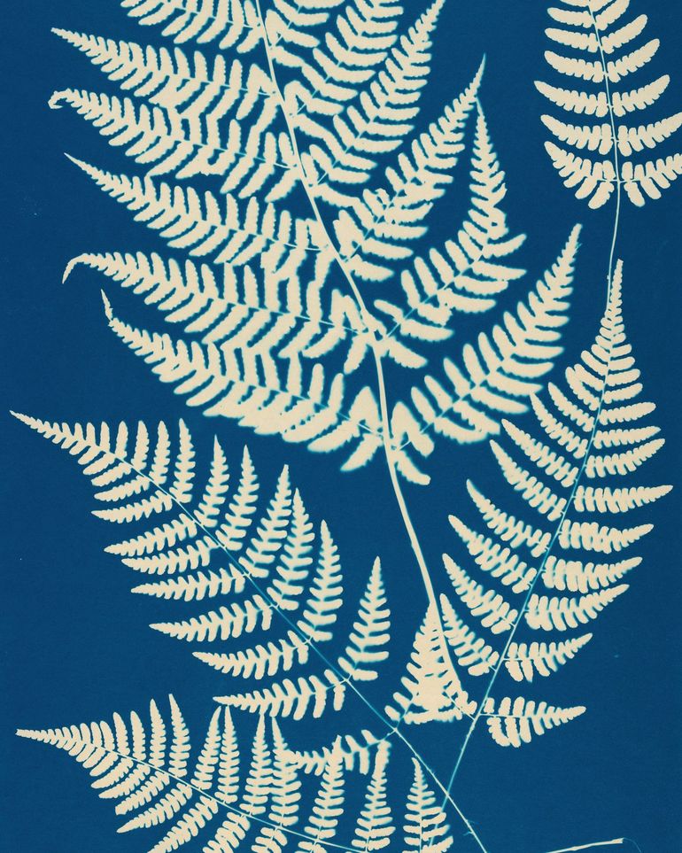 Ferns crossing blue field