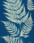 Ferns crossing blue field