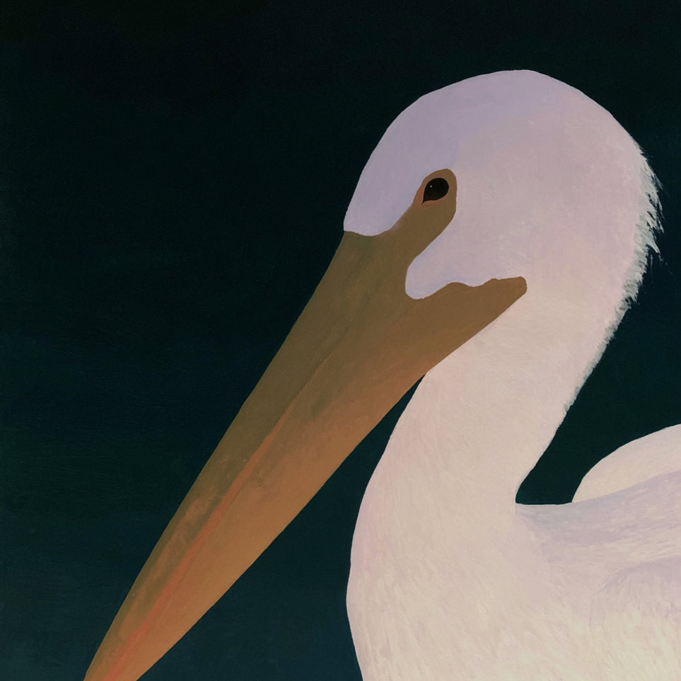White pelican in stillness