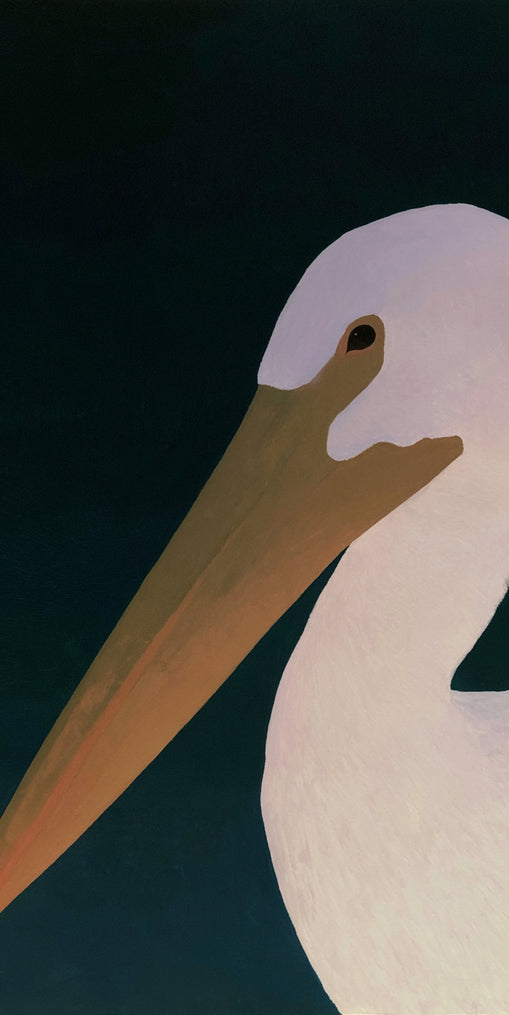 White pelican in stillness