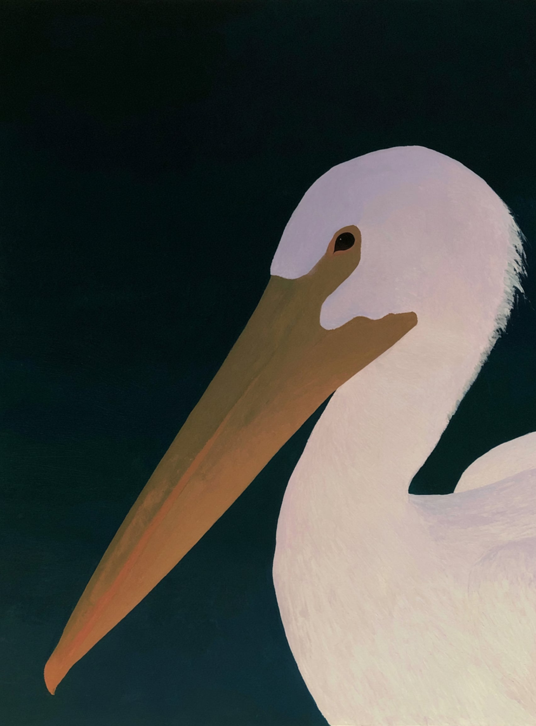 White pelican in stillness
