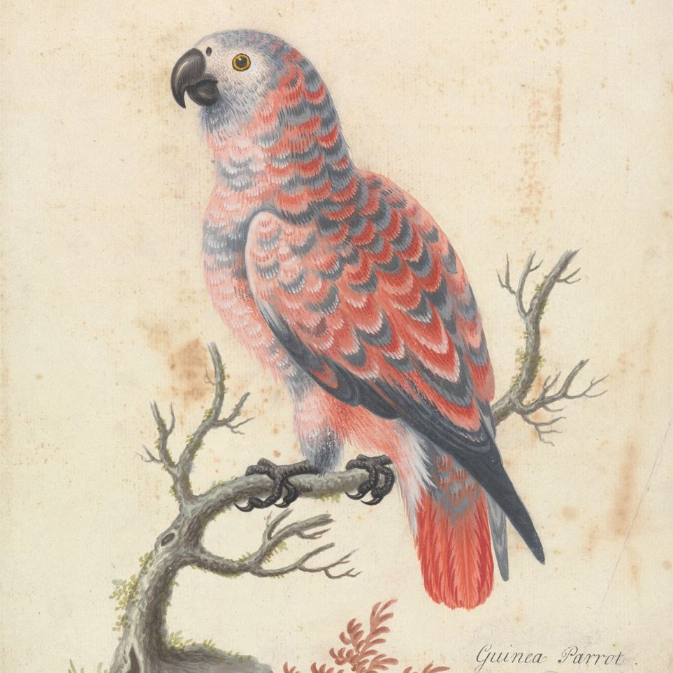 Parrot among bare branches