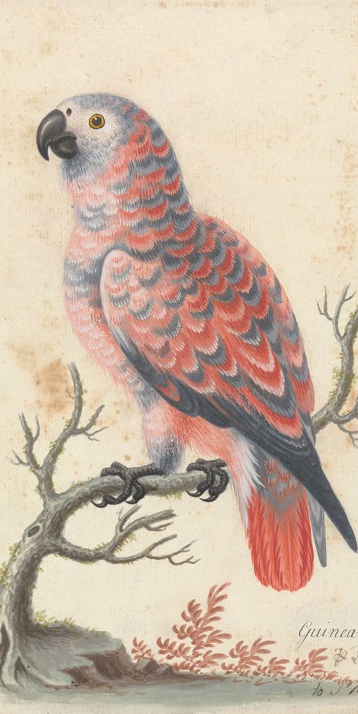 Parrot among bare branches