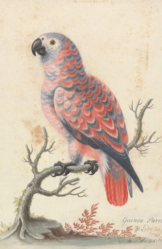 Parrot among bare branches