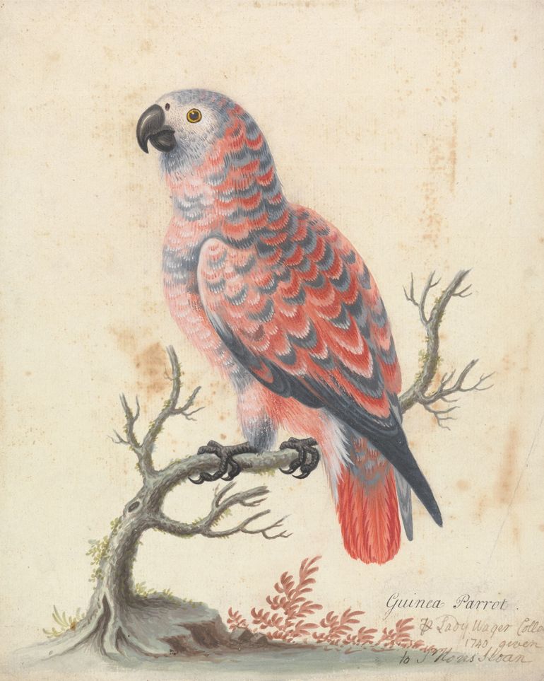 Parrot among bare branches
