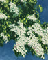 White blossoms on blue field