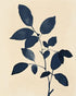 Indigo leaves on cream