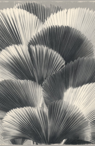 Ginkgo leaves in shadow