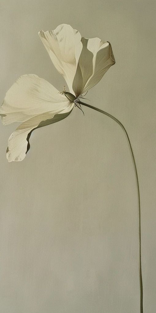 Cream petals in gray green air