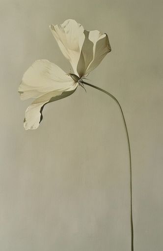 Cream petals in gray green air