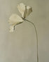 Cream petals in gray green air
