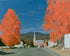 Orange trees over the steeple road
