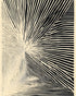Convergence within black stripes