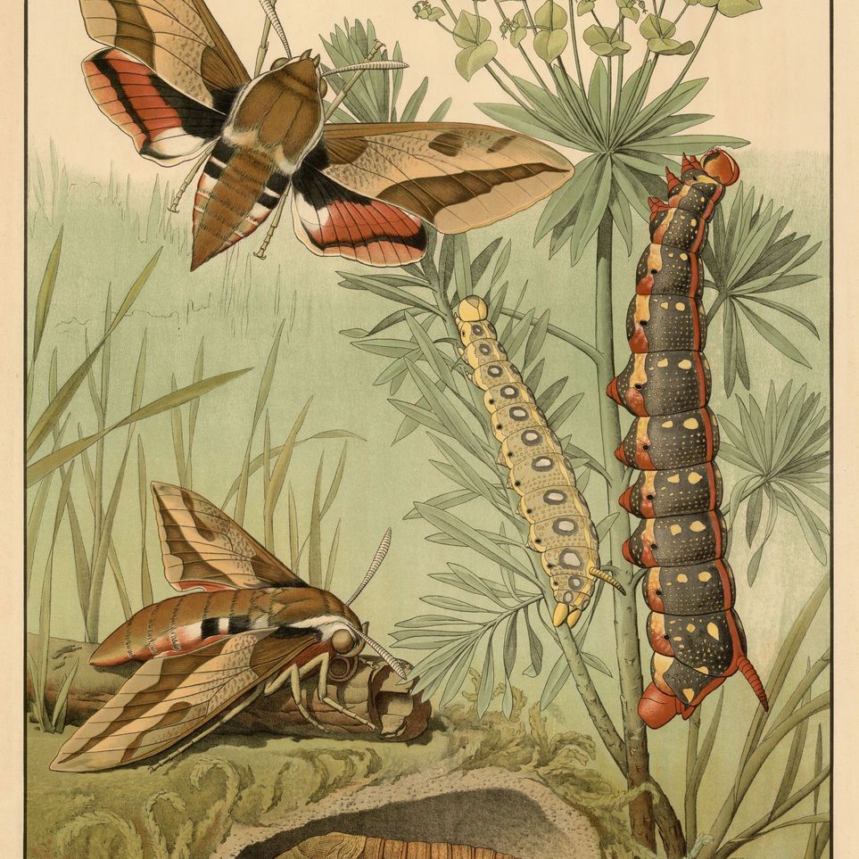 Red bands on moth wings