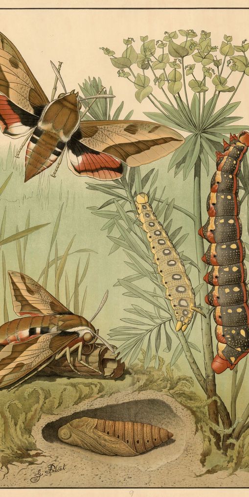 Red bands on moth wings