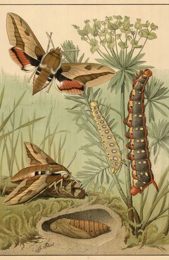 Red bands on moth wings