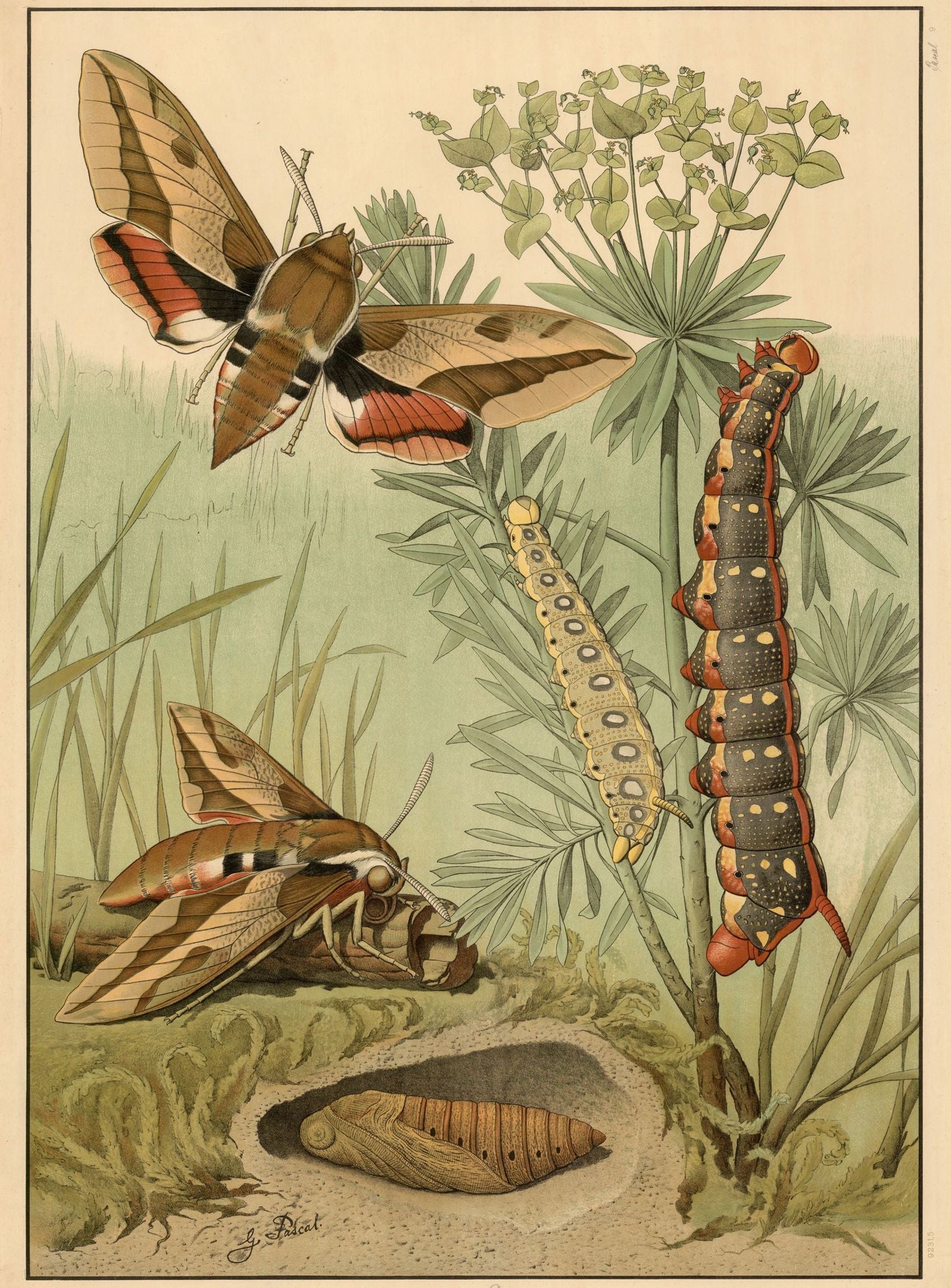 Red bands on moth wings