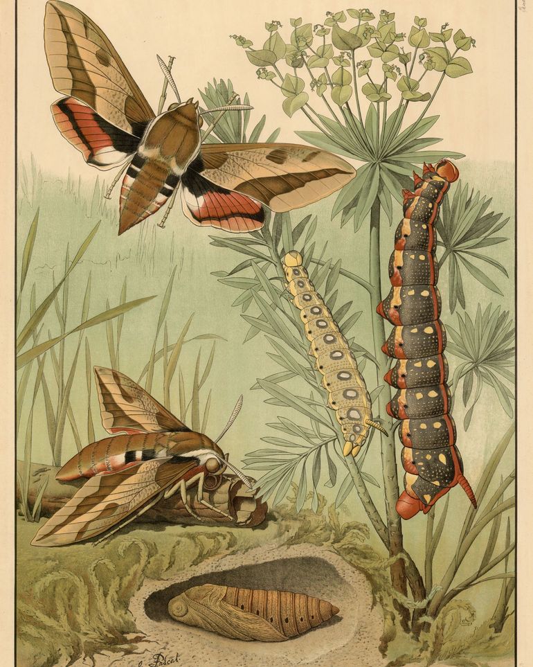 Red bands on moth wings