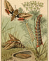 Red bands on moth wings