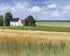 Grain Field Under Sun 