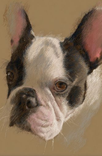 Close portrait with upright ears