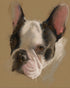 Close portrait with upright ears