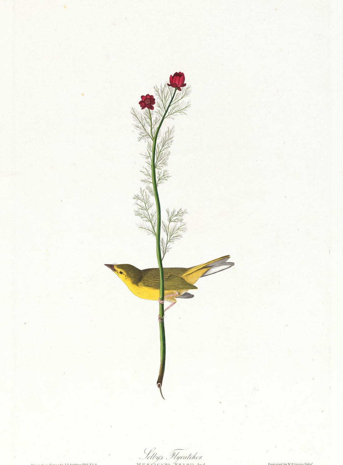 A yellow bird beneath red blooms