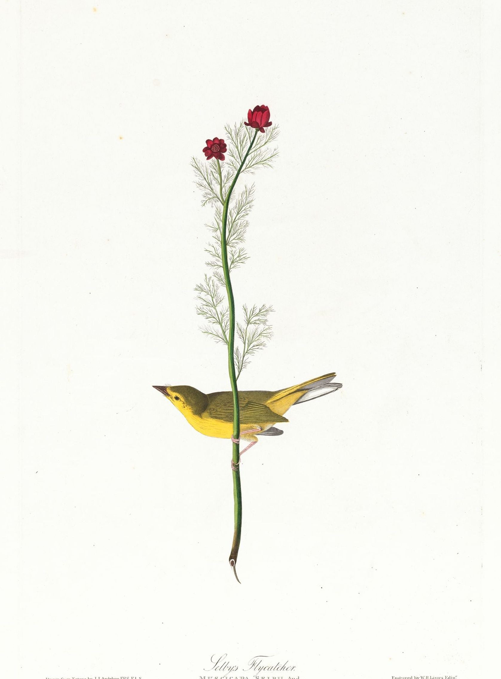 A yellow bird beneath red blooms
