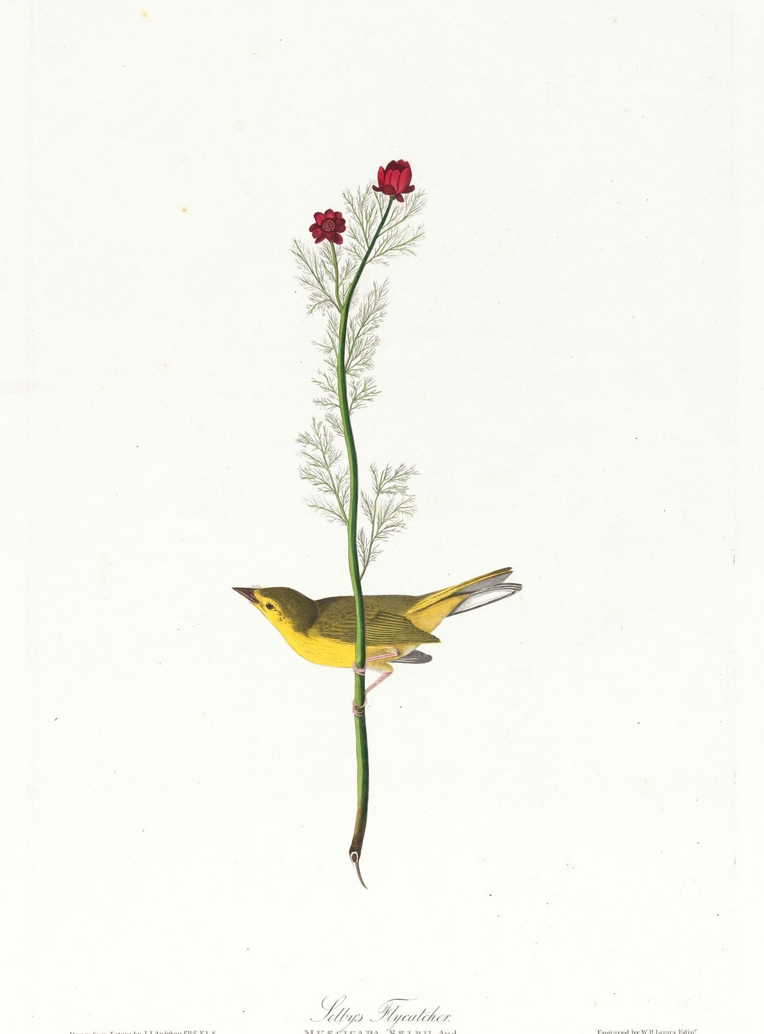A yellow bird beneath red blooms