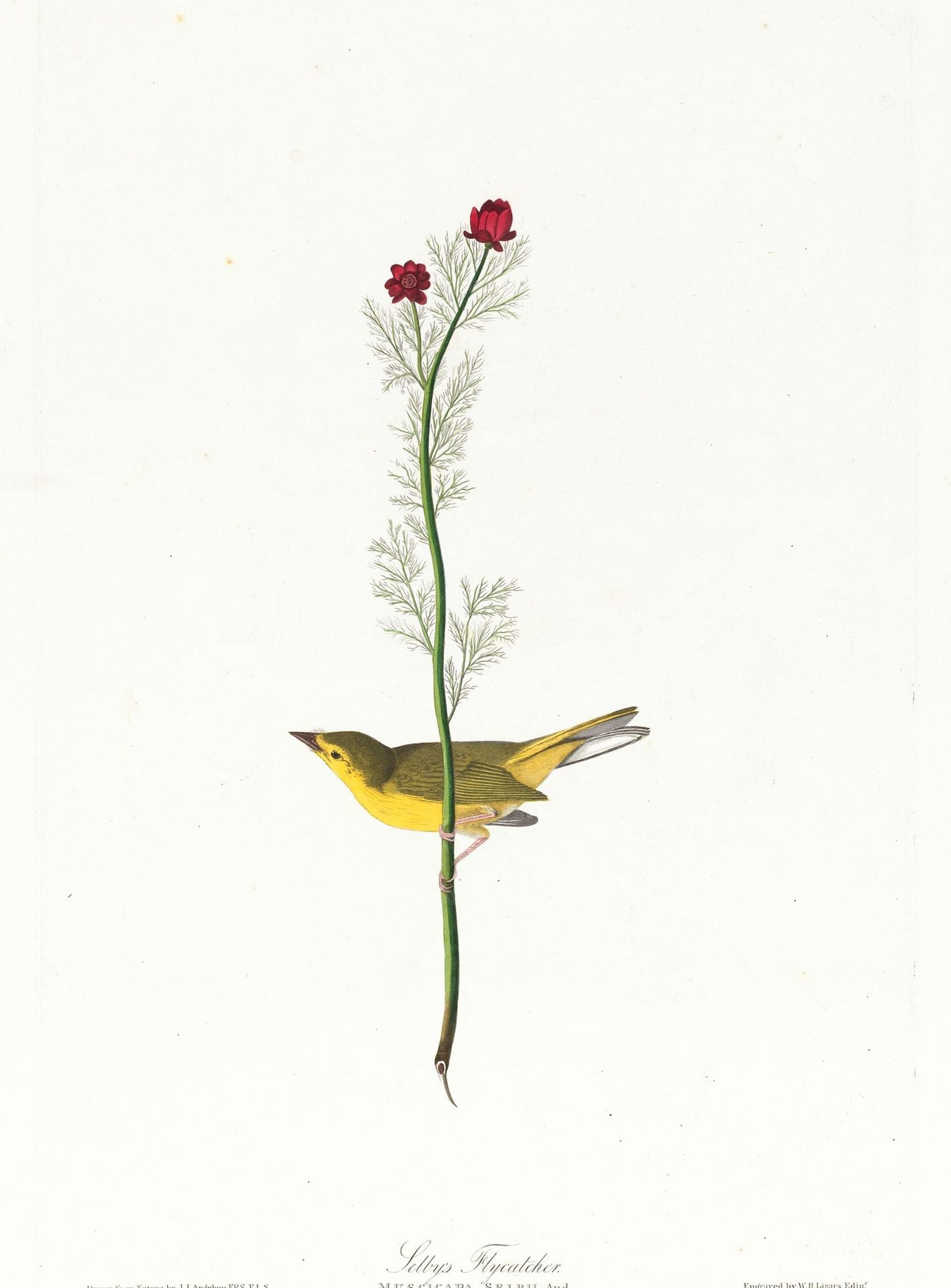 A yellow bird beneath red blooms