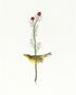 A yellow bird beneath red blooms