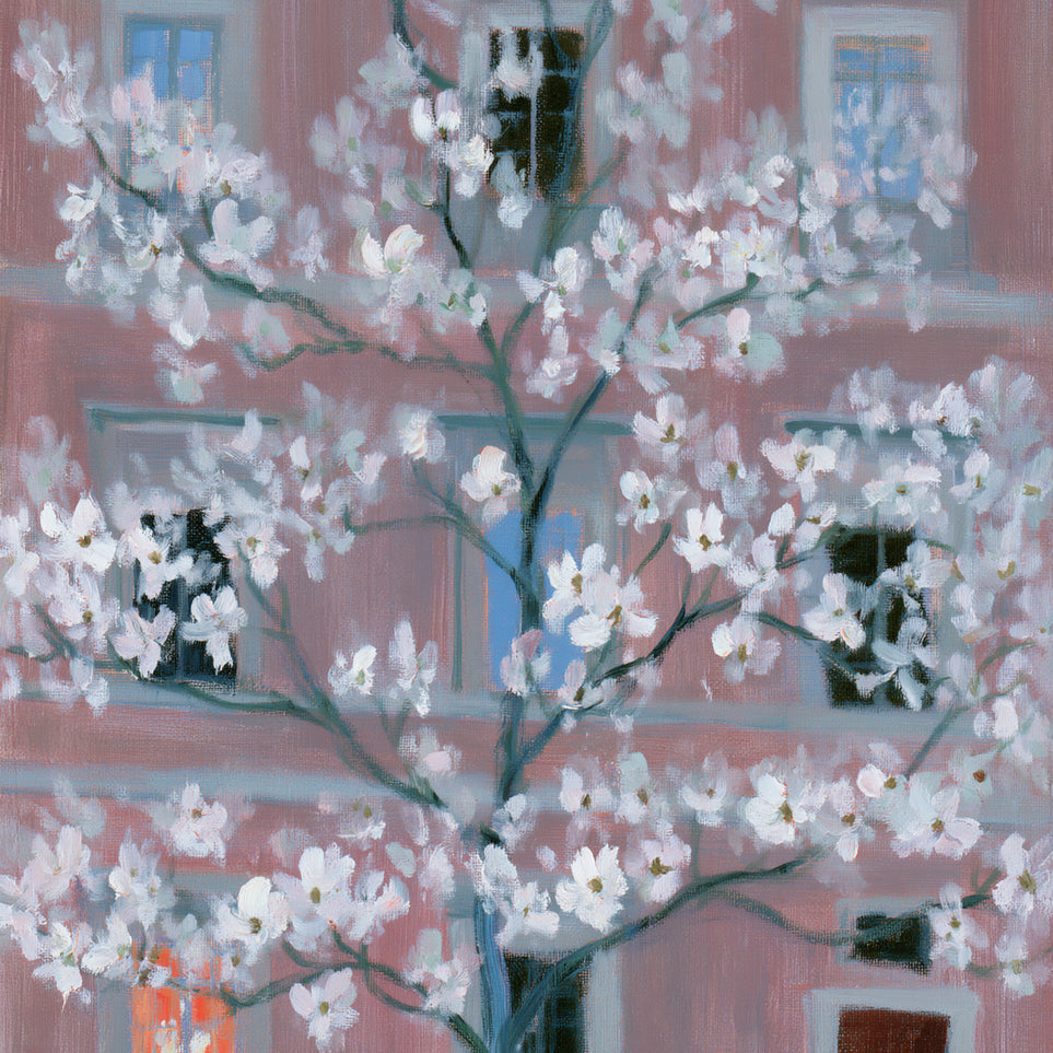 White blossoms against the pink house