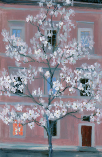 White blossoms against the pink house