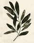 Charcoal leaves on ivory paper