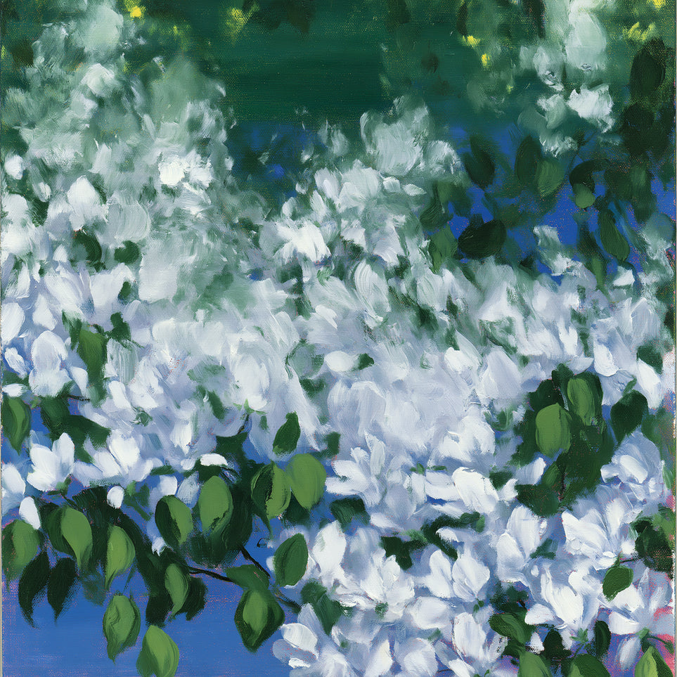 White blossoms over blue shade