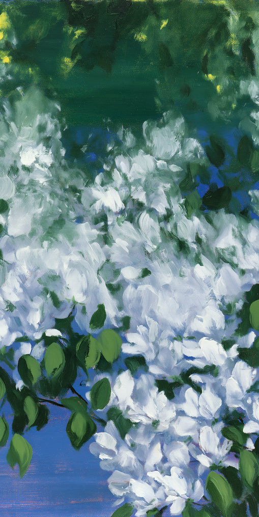 White blossoms over blue shade