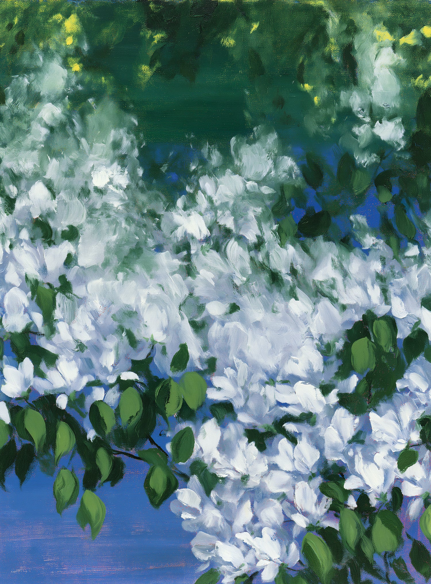 White blossoms over blue shade