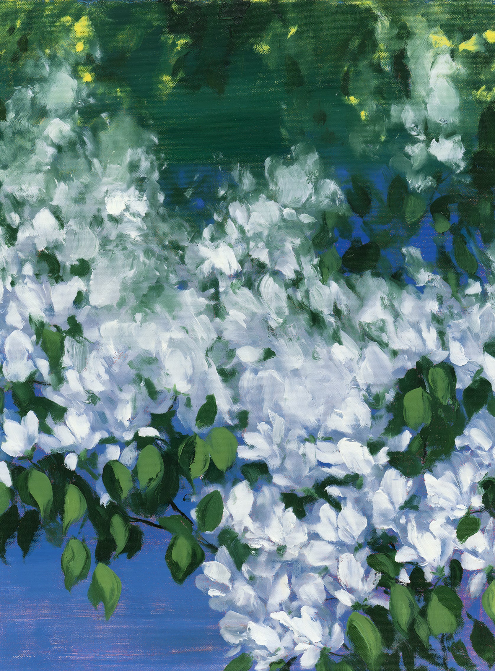 White blossoms over blue shade