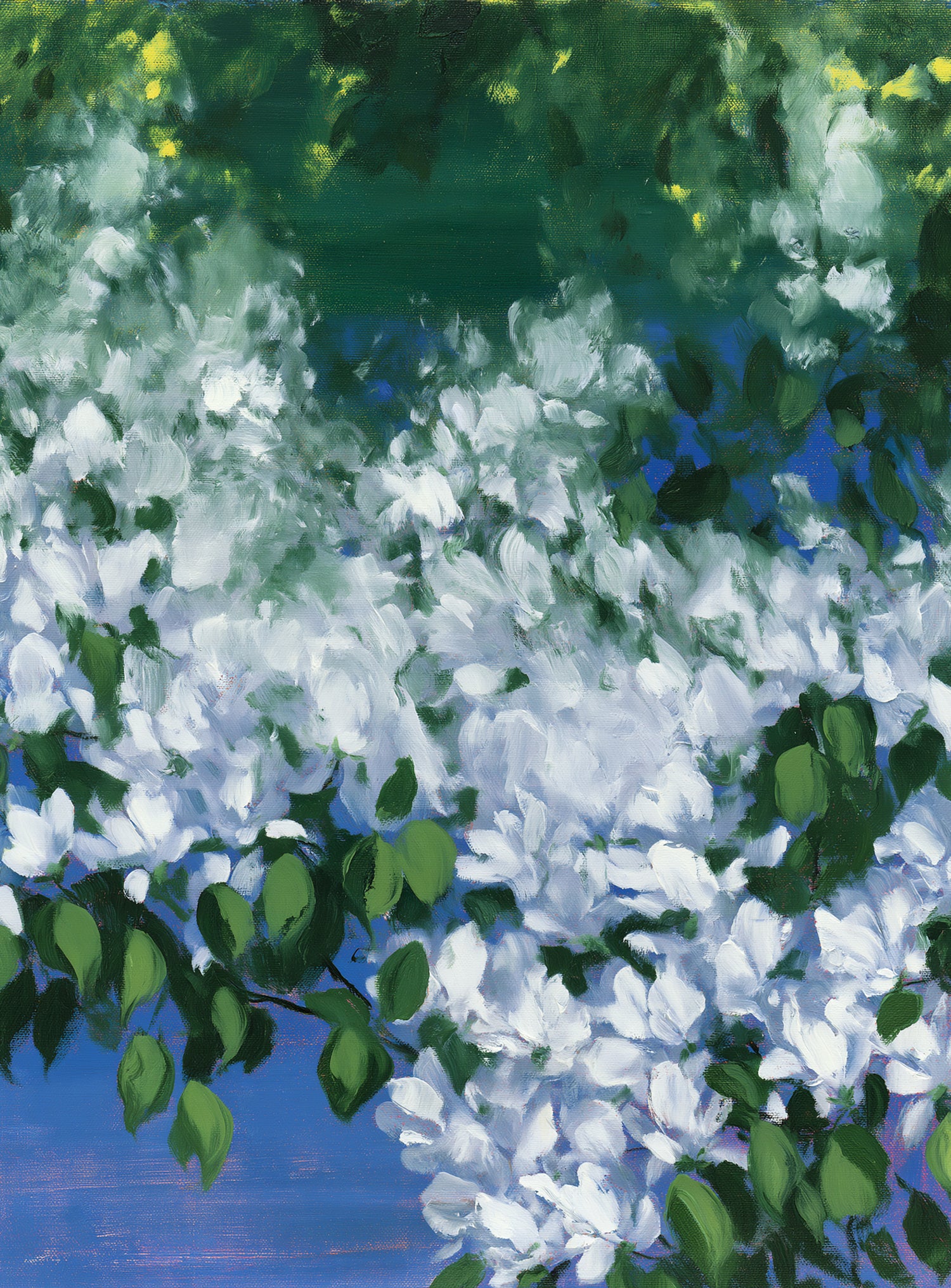 White blossoms over blue shade