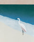 White egret at the shoreline