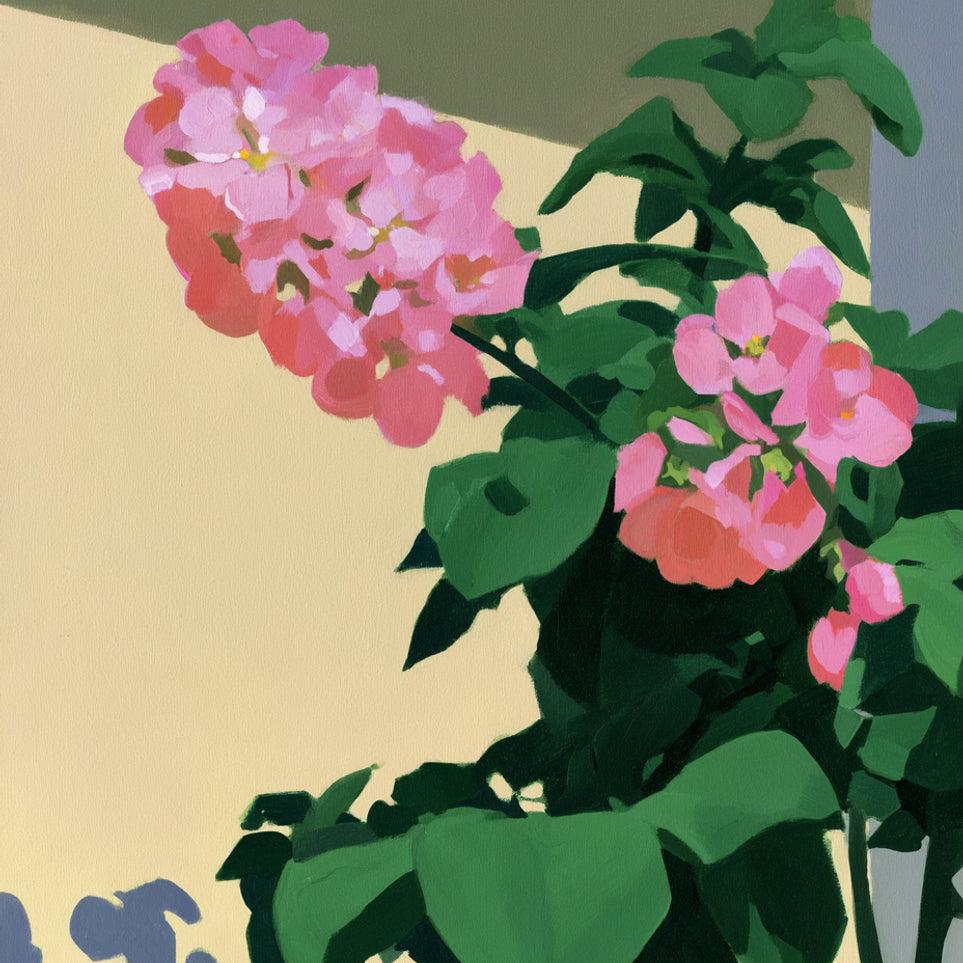 Pink blooms in hard light
