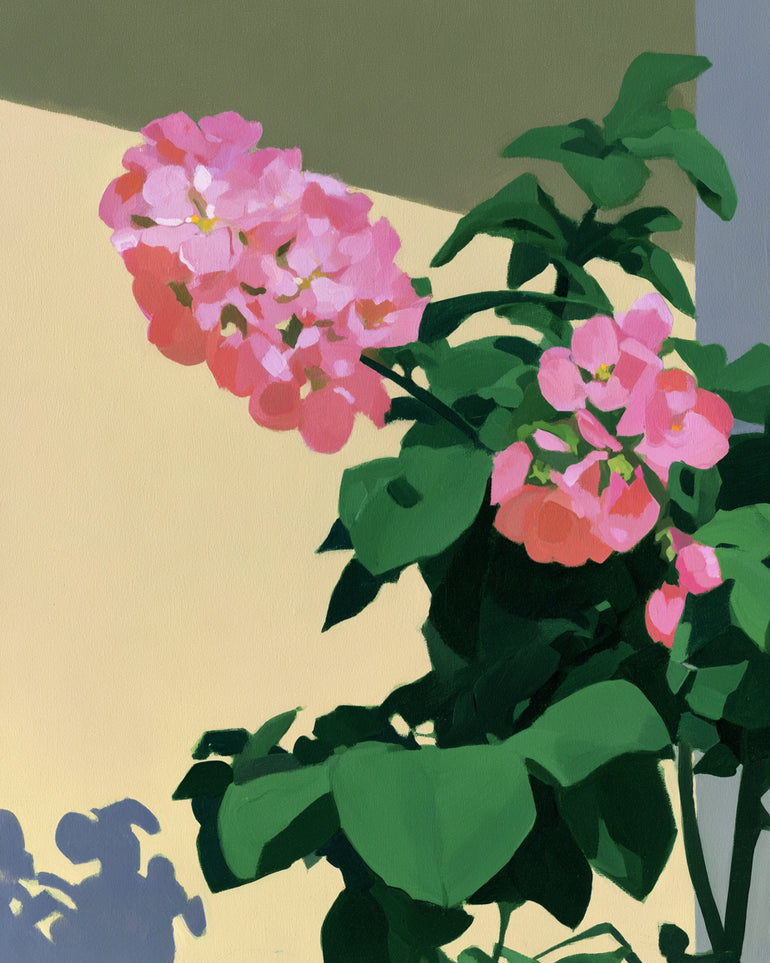 Pink blooms in hard light