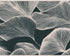 Pale veins on dark leaves
